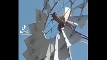 Video de risas en el que un hornero sufre dentro de su casa