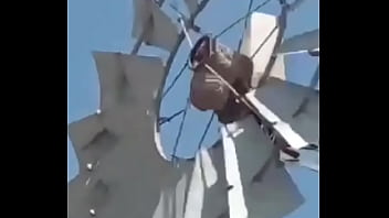 Video de risas en el que un hornero sufre dentro de su casa