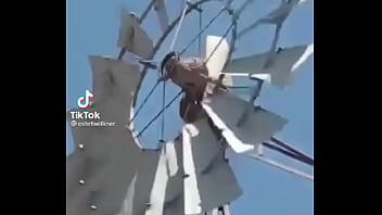 Video de risas en el que un hornero sufre dentro de su casa