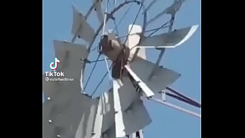 Video de risas en el que un hornero sufre dentro de su casa