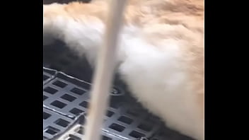 兔丁 小畜生 thumbnail