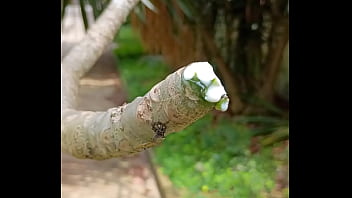 Tronco Vertendo Leite thumbnail