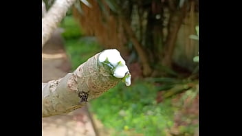 Tronco vertendo leite