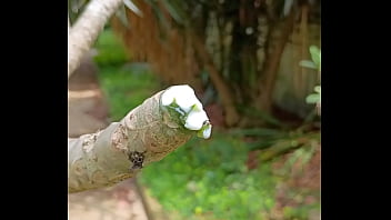 Tronco vertendo leite