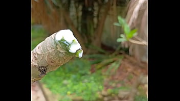 Tronco vertendo leite