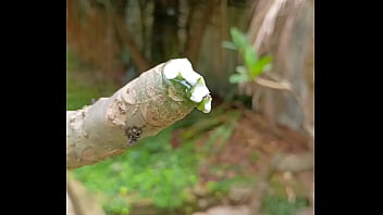 Tronco vertendo leite