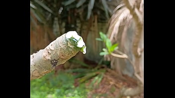 Tronco vertendo leite