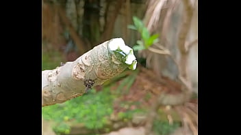 Tronco vertendo leite