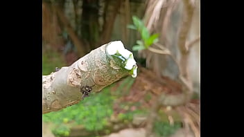 Tronco vertendo leite