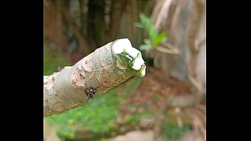 Tronco vertendo leite