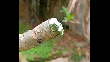 Tronco vertendo leite