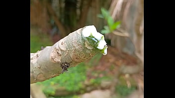 Tronco vertendo leite