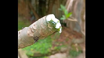 Tronco vertendo leite