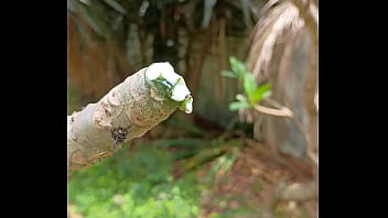 Tronco vertendo leite