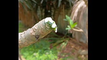 Tronco vertendo leite