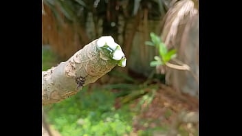 Tronco vertendo leite