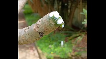 Tronco vertendo leite