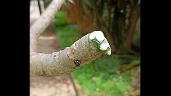 Tronco vertendo leite