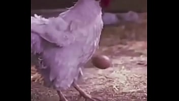 Bola ovo de galinha