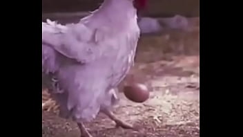 Bola Ovo De Galinha thumbnail