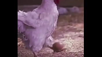 Bola ovo de galinha