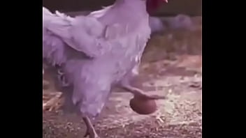 Bola Ovo De Galinha thumbnail