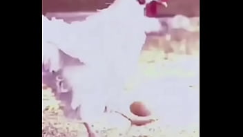 Bola Ovo De Galinha thumbnail