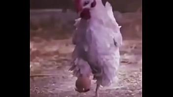 Bola Ovo De Galinha thumbnail