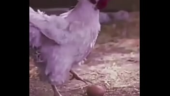 Bola Ovo De Galinha thumbnail