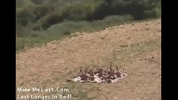 Two babes for diablo