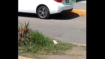 Trim 20161017 125225