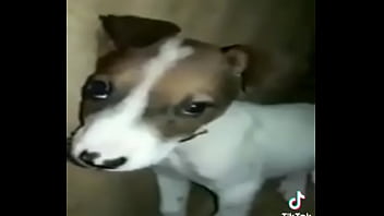 Cachorro Gay thumbnail