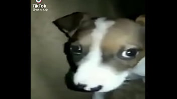 Cachorro Gay thumbnail