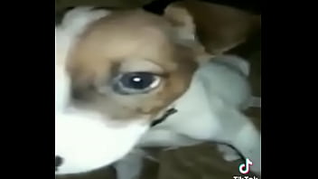 Cachorro Gay thumbnail