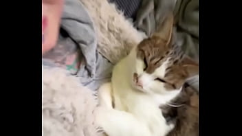 Catswhen you love cats the same as i doshare it with the friend who cuddle the same with cats or the ones who w