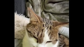 Catswhen you love cats the same as i doshare it with the friend who cuddle the same with cats or the ones who w