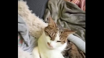 Catswhen you love cats the same as i doshare it with the friend who cuddle the same with cats or the ones who w