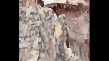 Insectos cogiendo Insectos cogiendo