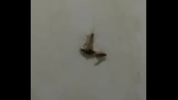 Baratas fodendo loucamente vericalmente pt2