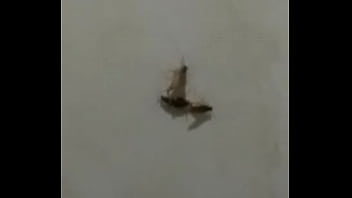 Baratas fodendo loucamente vericalmente pt2