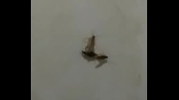 Baratas fodendo loucamente vericalmente pt2