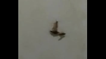 Baratas fodendo loucamente vericalmente pt2