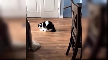 Cute kitten compilation 1