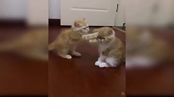 Cute kitten compilation 1