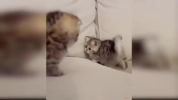 Cute kitten compilation 1