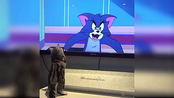 Cute kitten compilation 1