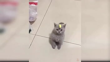 Cute kitten compilation 1