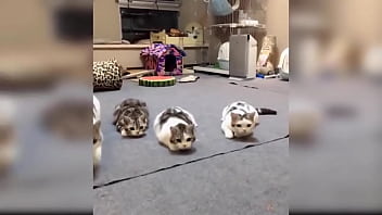 Cute kitten compilation 1