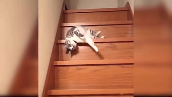 Cute kitten compilation 1