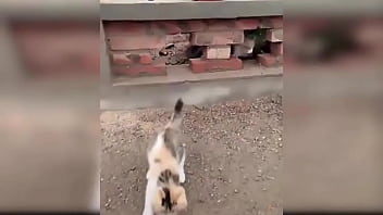 Cute kitten compilation 1